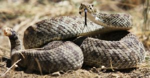 Las serpientes (Iscotk)