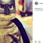 Batman (@veterinaria_la_asuncion)