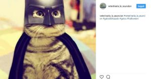 Batman (@veterinaria_la_asuncion)