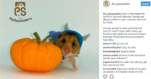 Diablo (Instagram @the_pipsquakery)