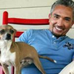 Coco, el chihuahua de Cesar Millán, el encantador de perros (Instagram)