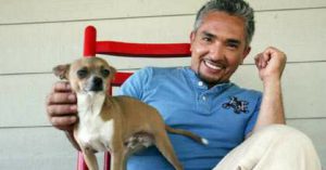 Coco, el chihuahua de Cesar Millán, el encantador de perros (Instagram)