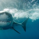Los tiburones (Istock)
