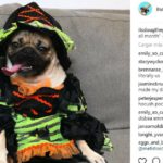Bruja (Instagram @itsdougthepoug)