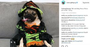 Bruja (Instagram @itsdougthepoug)