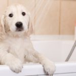 Baña a tu perro (Istock)