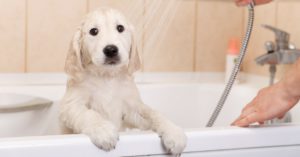 Baña a tu perro (Istock)