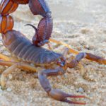 Los escorpiones (Istock)