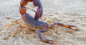 Los escorpiones (Istock)