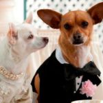 Chloe, de ‘Un chihuahua en Beverly Hills’ (Fotograma de la película 'Un chihuahua en Beverly Hills')