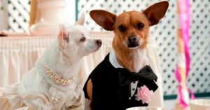 Chloe, de ‘Un chihuahua en Beverly Hills’ (Fotograma de la película 'Un chihuahua en Beverly Hills')