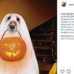 Fantasma (@walkingdogmx)