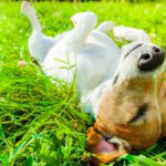 Limpia las patitas de tu mascota cuando volváis de paseo (Istock)