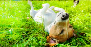 Limpia las patitas de tu mascota cuando volváis de paseo (Istock)
