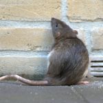 Las ratas y ratones (Istock)