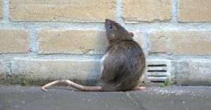 Las ratas y ratones (Istock)