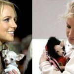 Bit bit, el chihuahua de Britney Spears (Instagram)