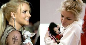 Bit bit, el chihuahua de Britney Spears (Instagram)