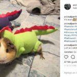 Gozilla (@animalpantryozp)