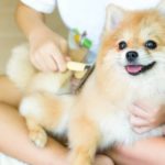 Cepilla el pelo de tu mascota con frecuencia (Istock)