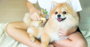 Cepilla el pelo de tu mascota con frecuencia (Istock)
