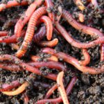 Las lombrices y gusanos (Istock)
