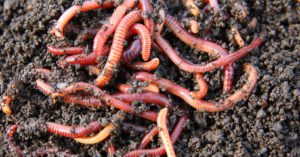 Las lombrices y gusanos (Istock)