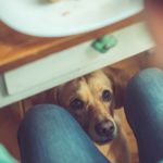 No le des comida de humanos mientras comes (Istock)