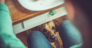 No le des comida de humanos mientras comes (Istock)