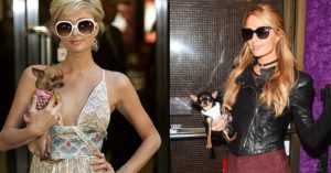 Tinkerbell y Diamond, los chihuahuas de Paris Hilton (Instagram)