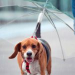 Paraguas para perros de Tiendanimal
