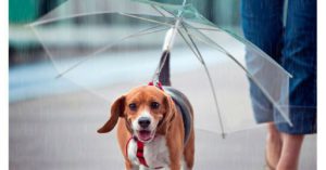 Paraguas para perros de Tiendanimal