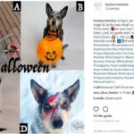 Variados (Instagram @heelercolombia)