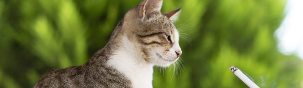 Cómo afecta a tu mascota que haya fumadores en casa (iStock)