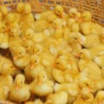 1. Juntitos en una cestita (Istock)