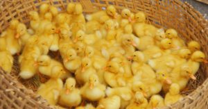 1. Juntitos en una cestita (Istock)