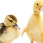 10. El ‘moreno’ y el ‘rubio’ (Istock)