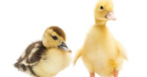 10. El ‘moreno’ y el ‘rubio’ (Istock)