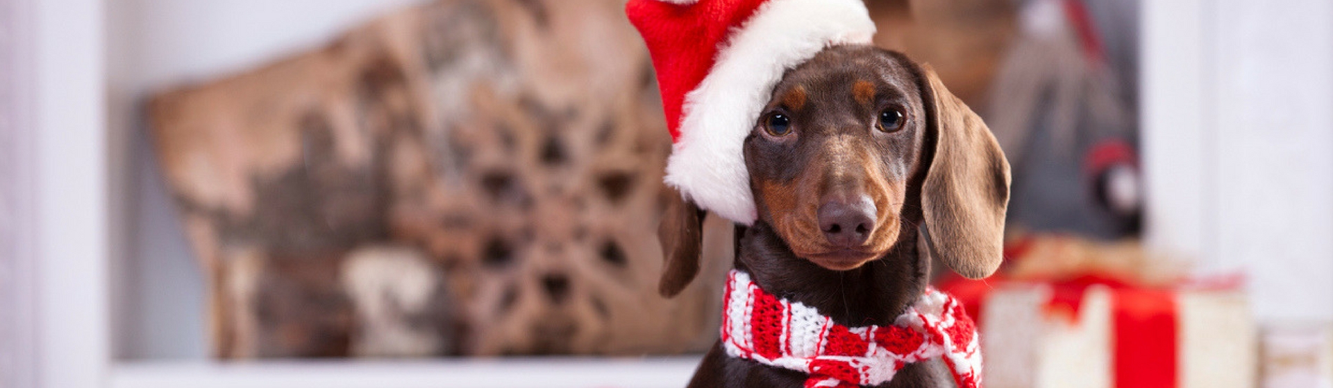 10 accesorios cuquis para que tu mascota celebre la navidad (Istock)