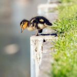 2. Asomándose al agua (Istock)