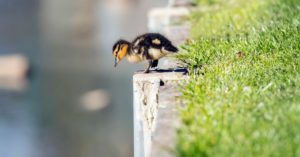 2. Asomándose al agua (Istock)