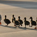 3. Siguiendo a mamá pato (Istock)