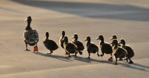 3. Siguiendo a mamá pato (Istock)