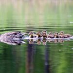 4. Nadando con mamá (Istock)