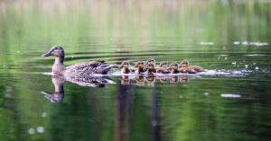 4. Nadando con mamá (Istock)