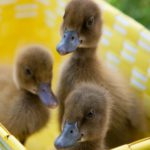 5. Los tres hermanitos de color marrón (Istock)