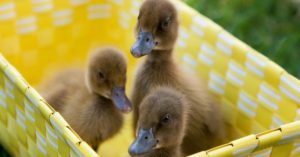 5. Los tres hermanitos de color marrón (Istock)