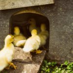 6. Entrando a casa en orden (Istock)