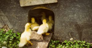 6. Entrando a casa en orden (Istock)