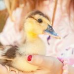 7. El patito con su amiga ‘humana’ (Istock)